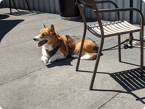 Dog